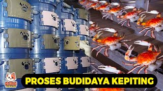 Mau Untung Besar.! Begini Cara Budidaya Kepiting Besar Super Canggih dan Modern