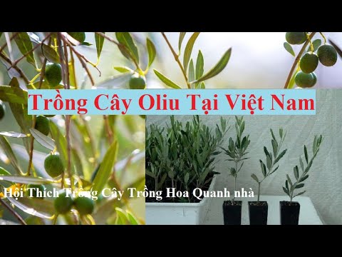 Video: Làm Cây Ô-liu: Hướng dẫn Đào tạo và Cắt tỉa Cây Ô-liu