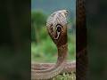 Lost Footage: Giant Cobra Charges the Cameraman #caughtoncameraunbelievable #wildlife #snake #cobra