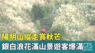 陽明山縱走賞秋芒　銀白浪花滿山景遊客爆滿｜華視新聞 20251012 @CtsTw