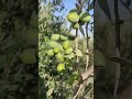 سبحان الله ثمار الزيتون يخرج من الساق