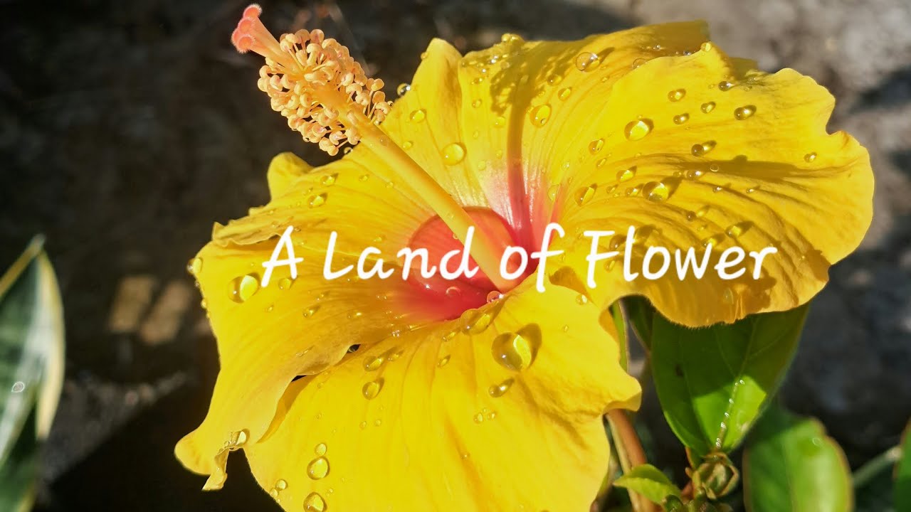 A Land of Flowers - (guitar performance) #music #electricguitar #guitar #rock #ballad 
