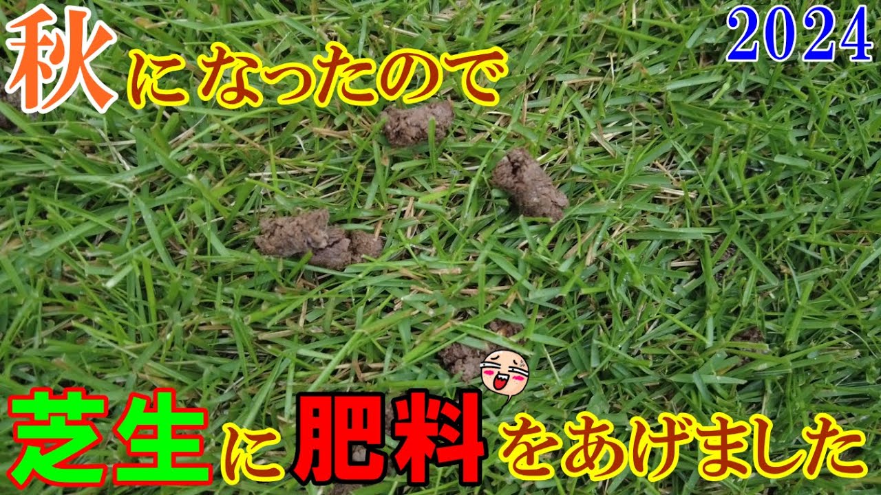 【芝生に糞をしました】過酷な猛暑を乗り切った芝生に糞で労いました｡｡｡😊[2024#15]