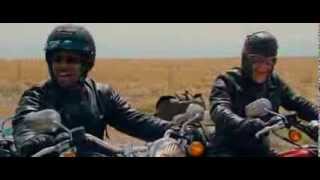 Wild hogs-bird