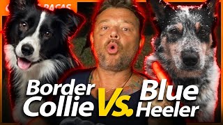 BLUE HEELER vs BORDER COLLIE QUAL A MELHOR RAÇA PARA PASTOREIO? | RICHARD RASMUSSEN