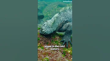 Part 145 The Only Lizard That Lives In The Ocean Iguana 