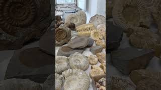 How to Identify a Fake Fossil  #fossils #fossilhunting #fossildiscovery