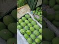 AS FRUITS COMPANY AMROHA UP 🍋🍋🍋🍋🍋🍋