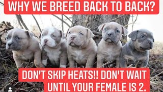 Don’t skip heats! What age should I breed my American Bully female Breed back to back