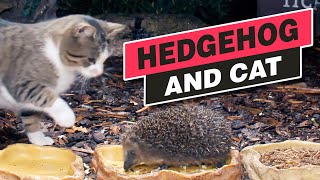 Cat &amp; Hedgehog Compilation - Oct/Nov 2022