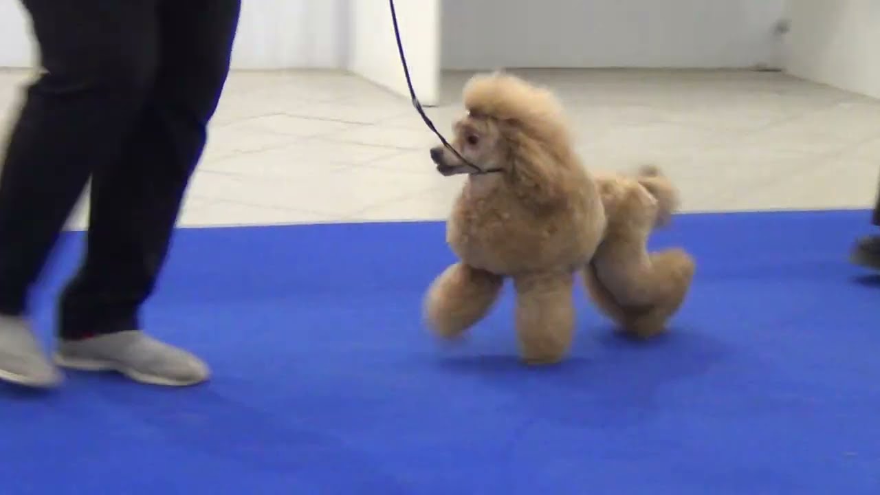 154  KNOWN FACT POCAHONTAS. Моно пуделей Екатеринбург 22,01,23,