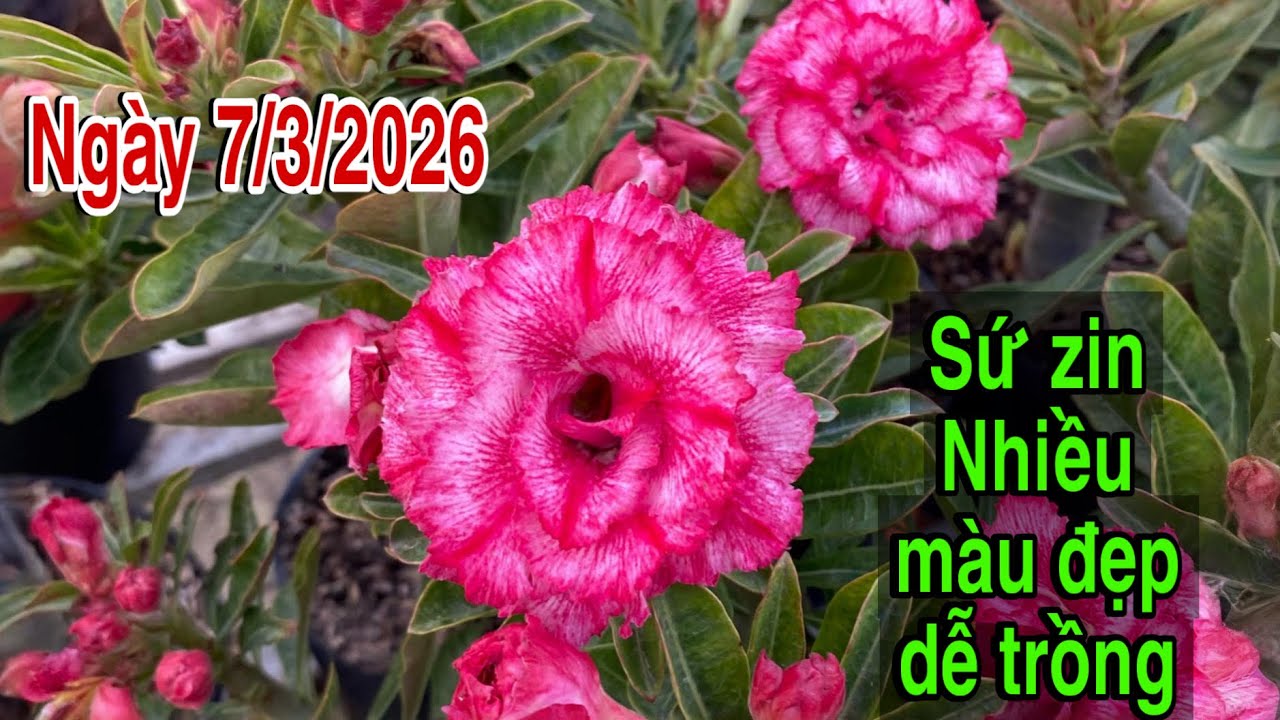 Ngày 7/3 - Hoa sứ Thái zin đẹp - Có giá trị theo thời gian 📲LH 0867.915.218 Trung Lê 