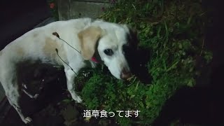 LEDライトを付けて夜の散歩