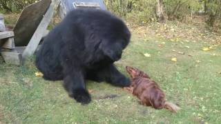 Big and Little Dog Play Together