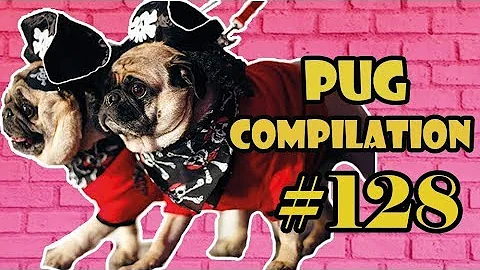 Funny Dogs but only Pug Videos | Pug Compilation 128 - InstaPugs - MIX 107-54