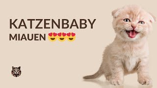 Katzenbaby Miauen 😍 Süßer geht nicht!