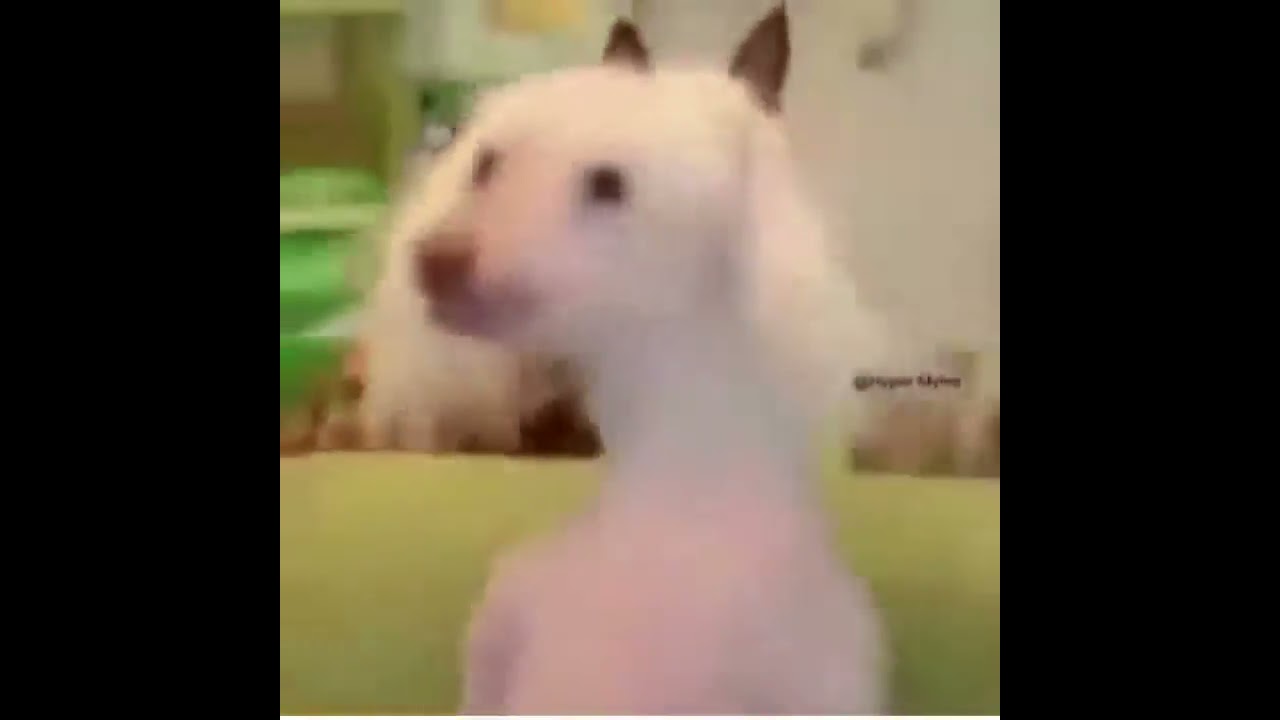 Crazy Dog On Crack Vine