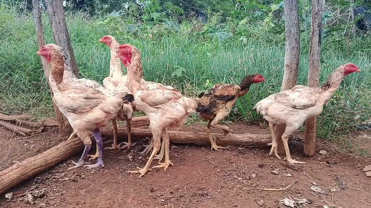 Novas matrizes de índio gigante no criatório e a  recria de GSB e PG para 2026.