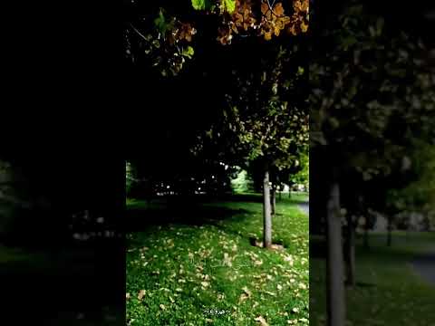 أينسى القلب إنسانا شعر اكسبلور 