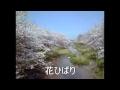花ひばり (kfranku)