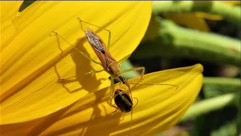 Zelus renardii   the leaf hopper assassin bug  caught a Xanthogaleruca luteola   Greece by Theo