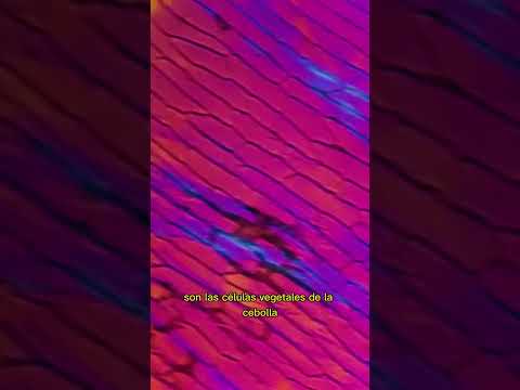 🧅Cebolla bajo el