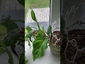 #plants #цветы #сорт #садоводство #сад #цветыдлядома #папоротник  #цветущиеорхидеи #филодендрон