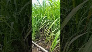 sugarcane 10005 Verity 6 month 10days growth #sugarcanefarming #farming