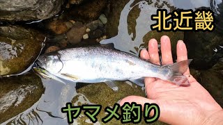 北近畿のヤマメ釣り【6月中旬】