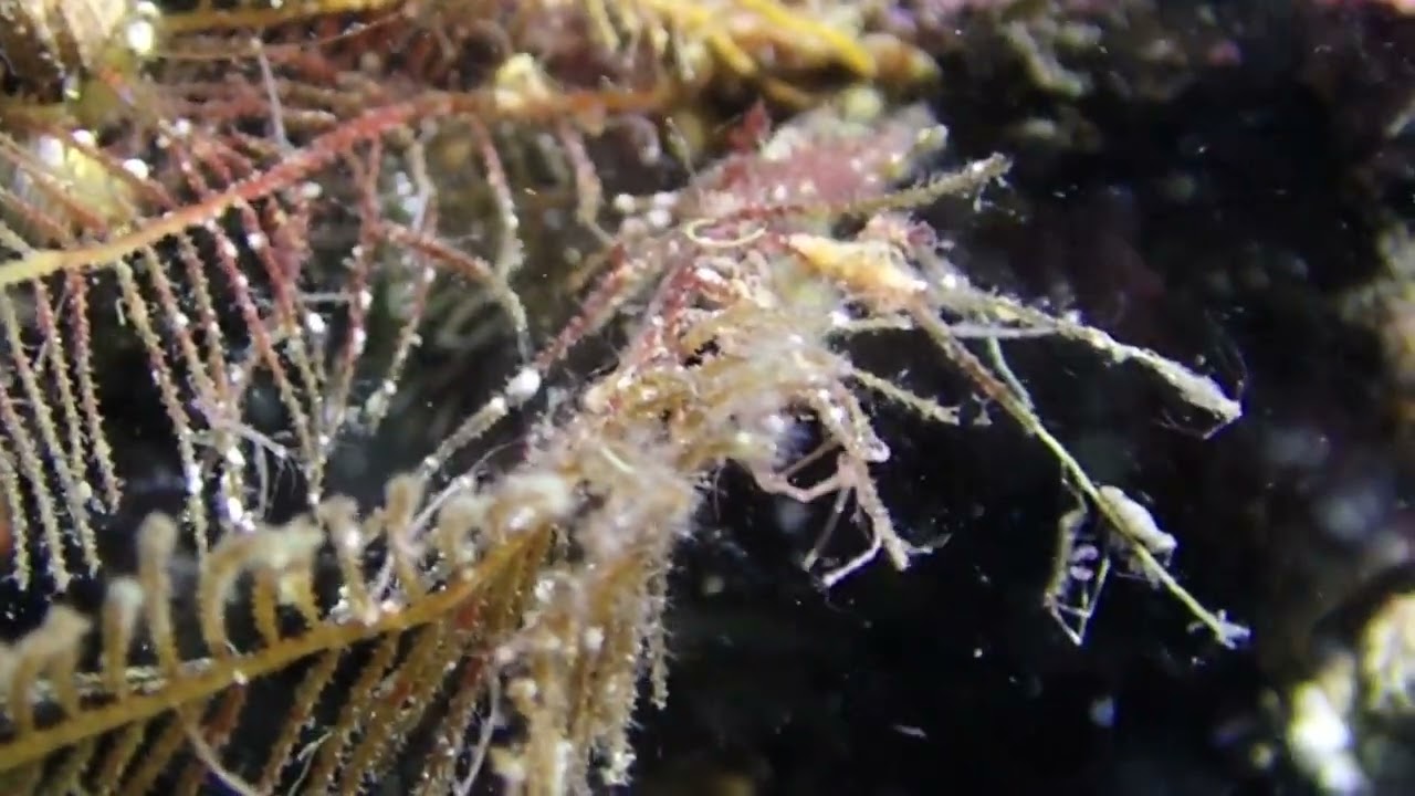 macro skeleton shrimp and dendro nudibranch