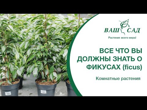 Всё, что вы должны знать о фикусах (ficus) Ваш сад