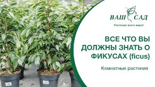 Всё, что вы должны знать о фикусах (ficus) Ваш сад