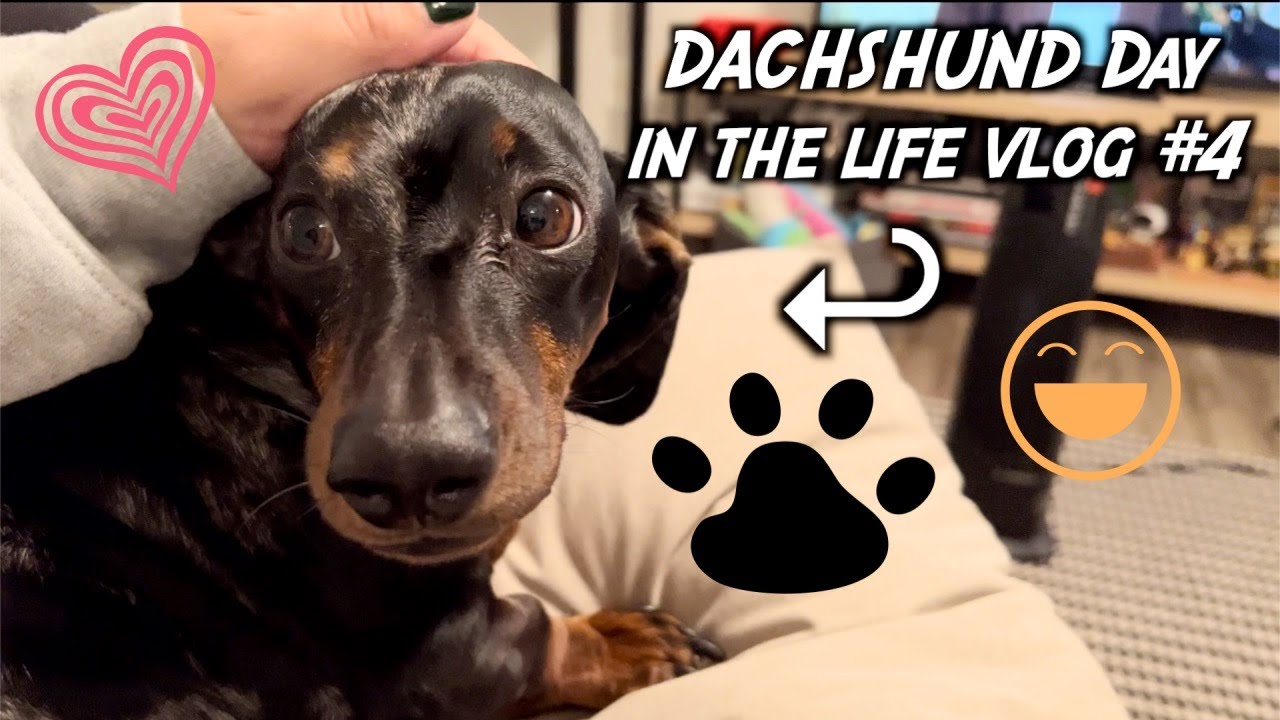 DACHSHUND Day in the LIFE (super cute ☺︎) - YouTube