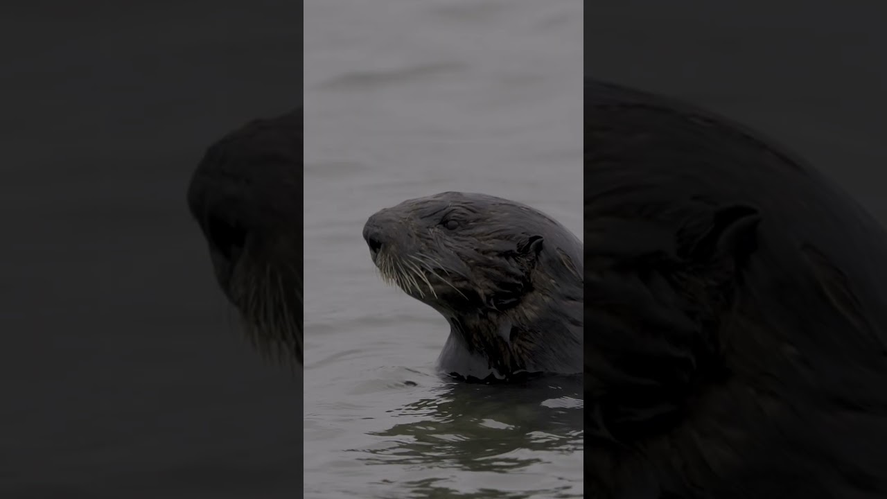 An important message from Defenders...