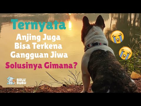 Video: Mengapa Anjing Mengejar Ekornya?