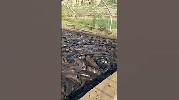 Ufugaji Wa Samaki Mlangoni Kwako 
