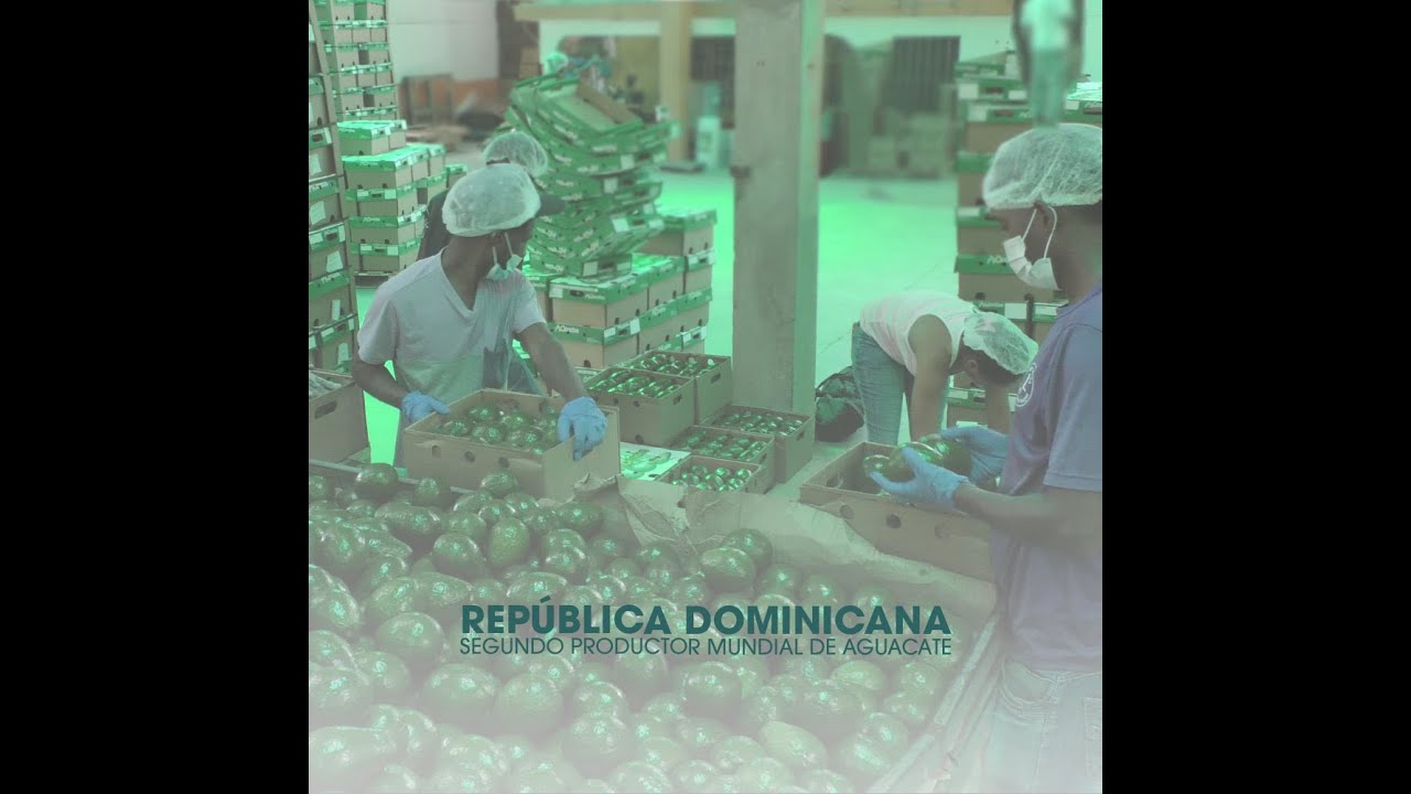 Conozca porqué República Dominicana es el segundo productor mundial de aguacates.