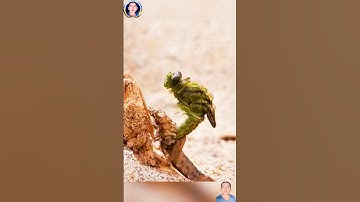 cuộc đời của chuồn chuồn tuy ngắn ngủi những vẫn tỏa sáng và hạnh phúc #thegioidongvat #shorts