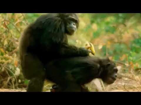 Video: ¿Los chimpancés son cuadrúpedos?