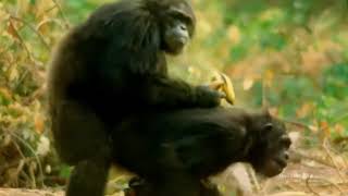 Las hembras de chimpancé aceptan a todos los machos para aparearse