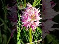 11 май 2026 г.Маймунски салепOrchis symiaдиворастящ,лечебен,кулинария,напитки,сладки грудкиСтЗагора