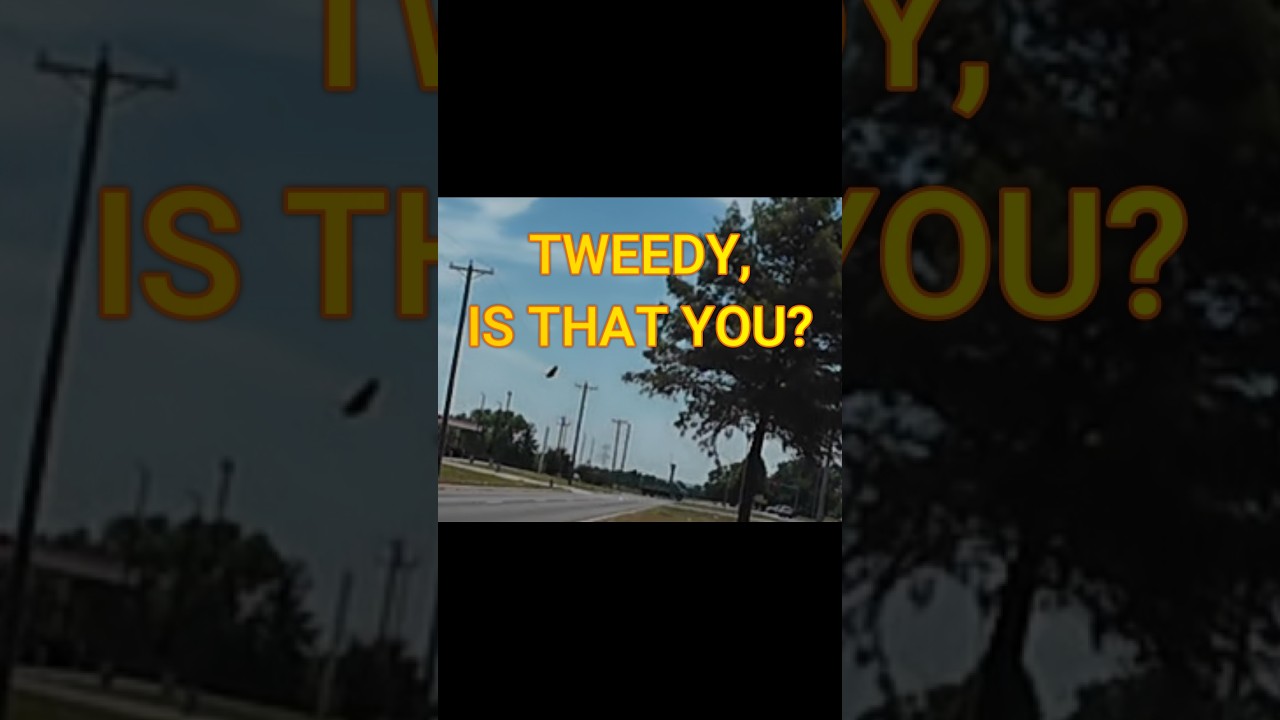 HOLY COW, IS THAT TWEEDY? #fridayshorts #tweedy