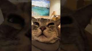 Download Lagu Suara Rawrrr Kucing Yg Bikin Rileks Dan Tenangkan Diri MP3