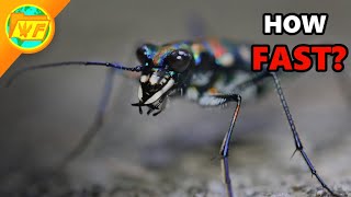 The World's FASTEST Insect - The Tiger Beetle
