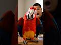 Talking Parrot vs Police 😂 | Funniest Complaint Ever #shorts