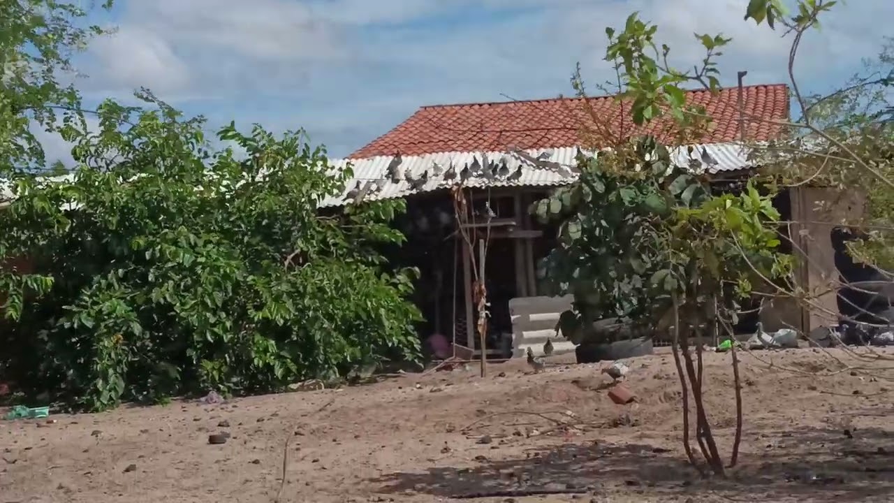 Pombos no litoral, sol e vento.