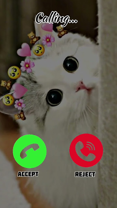 Beautiful cat 😺🐈 #ringtone #nadaderingtelepon #smartphone #music #ringtones #ringintone #iphone
