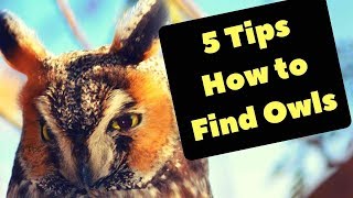 How to find owls | birdwatching