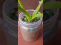 Aloe vera with glass balls      sayamaashorts