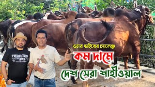 চ্যালেঞ্জ করে বড় বড় শাহীওয়াল কম দামে দিতে চায় ওমর ভাই! qurbani cow price 2024